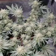 Runtz x Mango #2 (Femi/Photo)