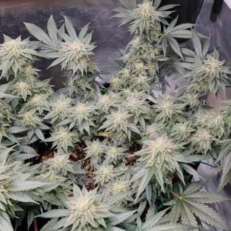 Runtz x Mango #2 (Femi/Photo)