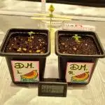 ☆ First real own grow ☆