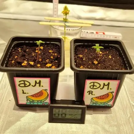 ☆ First real own grow ☆