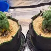 Runtz x Mango #2 (Femi/Photo)