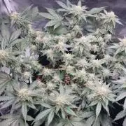 Runtz x Mango #1 (Femi/Photo)