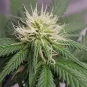 Runtz x Mango #1 (Femi/Photo)