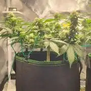 Runtz x Mango #1 (Femi/Photo)