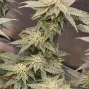 Runtz x Mango #2 (Femi/Photo)