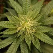 Runtz x Mango #2 (Femi/Photo)