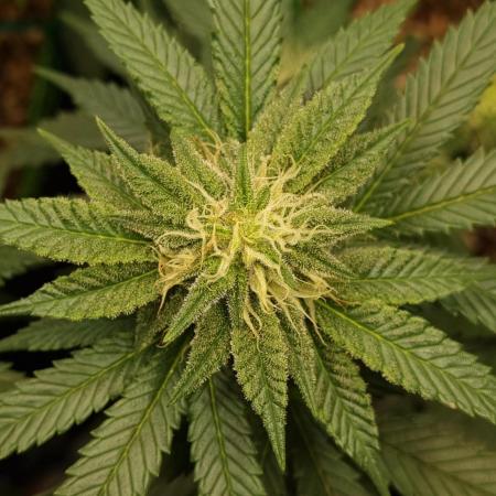 Runtz x Mango #2 (Femi/Photo)