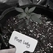 First Lady (Femi/Photo)