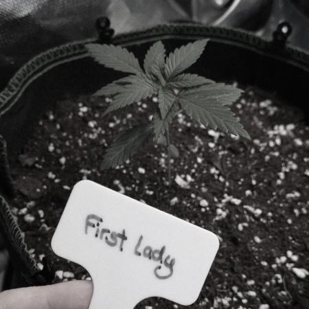 First Lady (Femi/Photo)