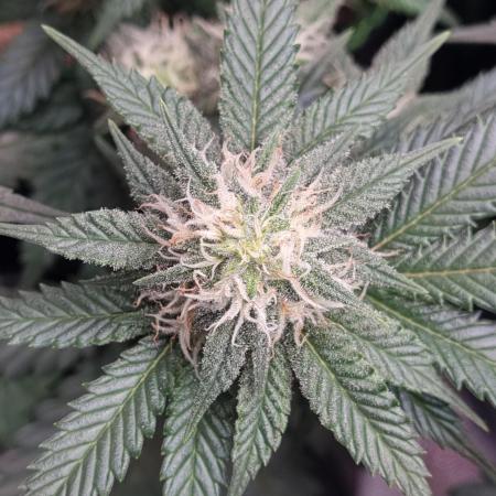 Runtz x Mango #1 (Femi/Photo)