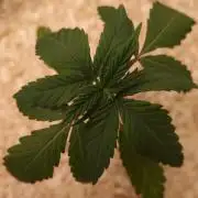 First Lady (Femi/Photo)