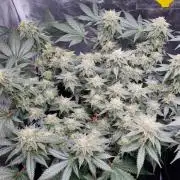 Runtz x Mango #1 (Femi/Photo)