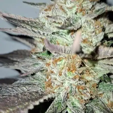 Runtz from my clones selections
