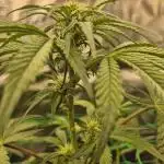 Auto Gorilla Cookies