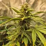 Auto Gorilla Cookies