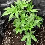 Auto Gorilla Cookies