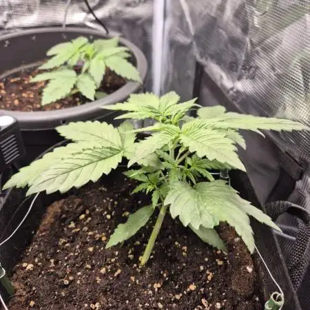 Auto Gorilla Cookies