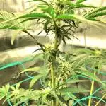 Auto Gorilla Cookies