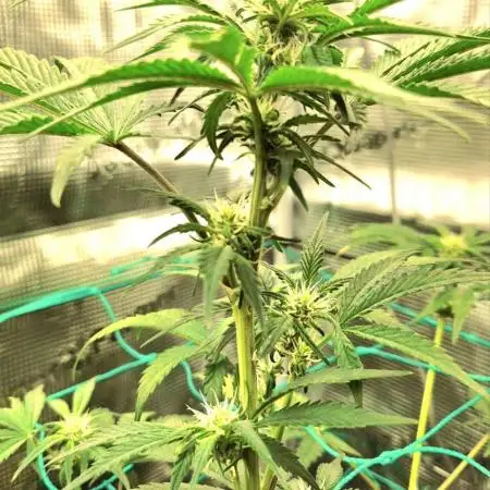 Auto Gorilla Cookies