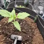 Auto Gorilla Cookies