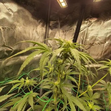 Auto Gorilla Cookies