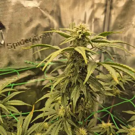 Auto Gorilla Cookies