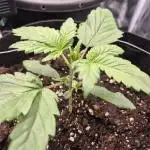 Auto Gorilla Cookies