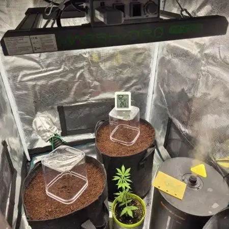 2 - Auto Gorilla Cookies