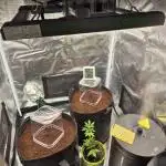 2 - Auto Gorilla Cookies