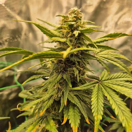 1 - Auto Gorilla Cookies