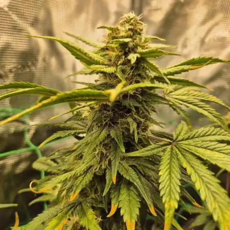 1 - Auto Gorilla Cookies