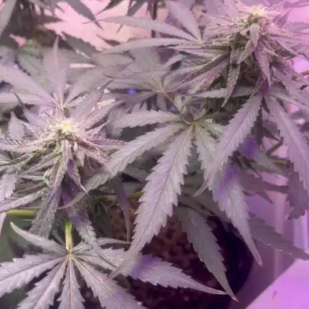 First Grow 🌲