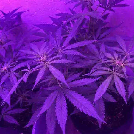 First Grow 🌲