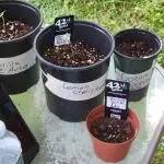 Bryant's 1st time grow