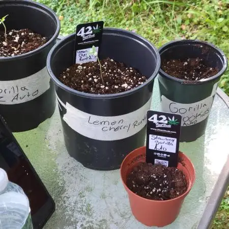 Bryant's 1st time grow