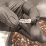 Fast Buds AK Auto & Fast Berry Auto | #1