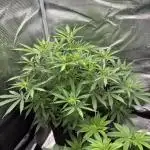 First Grow