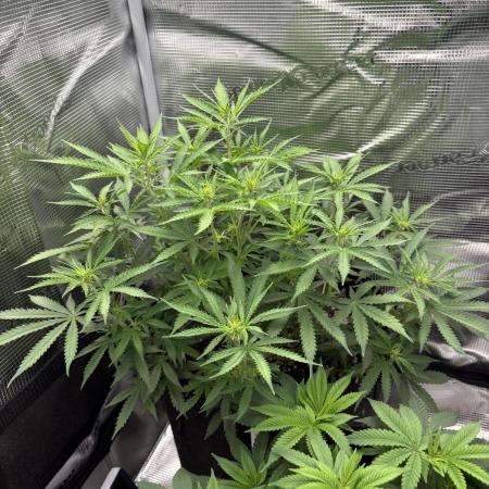First Grow