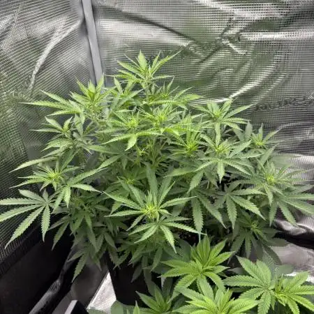 First Grow