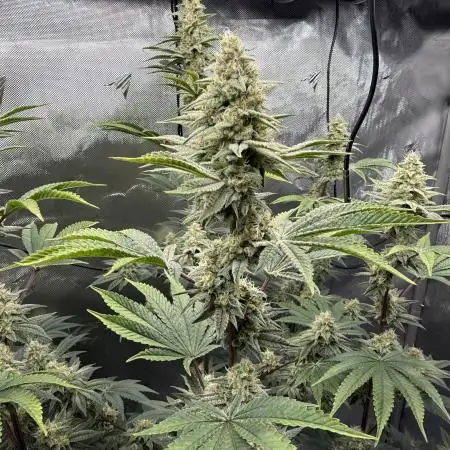 Blueberry Cupcake