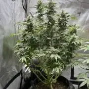 Bubble’s Blueberry F4
