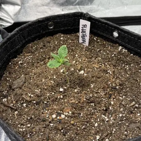 Bubble’s Blueberry F4