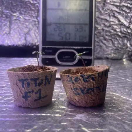 Mixed autos