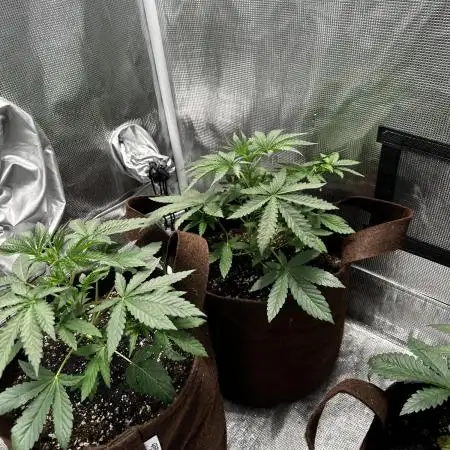 Gorilla Runtz - seedsman