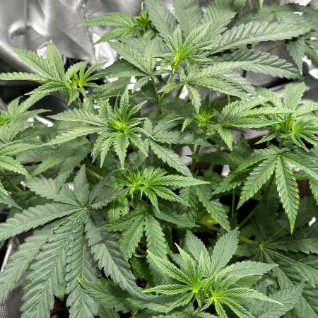 Gorilla Runtz - seedsman