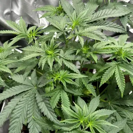 Gorilla Runtz - seedsman