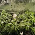 mixed graft winter grow