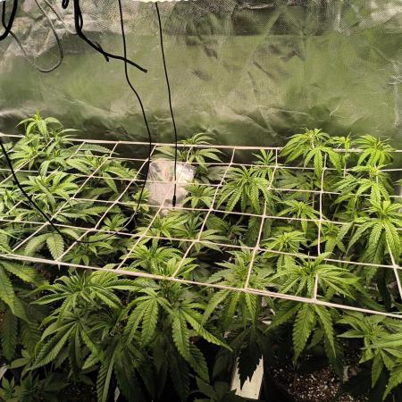 mixed graft winter grow