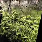 mixed graft winter grow