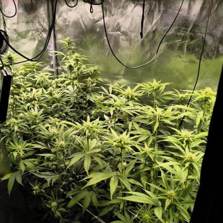 mixed graft winter grow